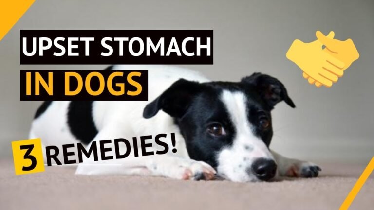 Upset stomach in dogs remedies