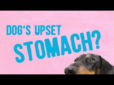 Barky Supplies Expert Tips Effective Home Remedies for Soothing Your Dog's Upset Stomach Dog upset stomach home remedies