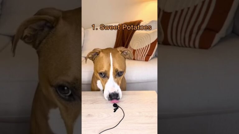 Settle dog upset stomach foods