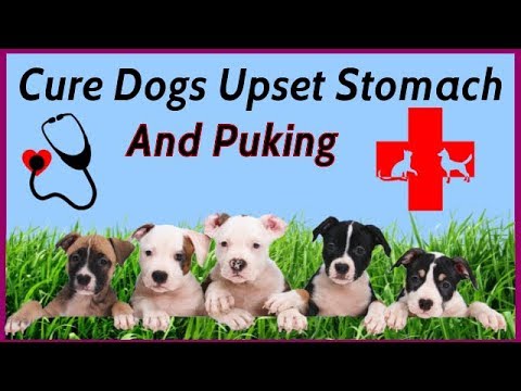 Barky Supplies Expert Tips How to Cure Your Dog's Upset Stomach and Prevent Puking Cure Dog Upset Stomach Puking