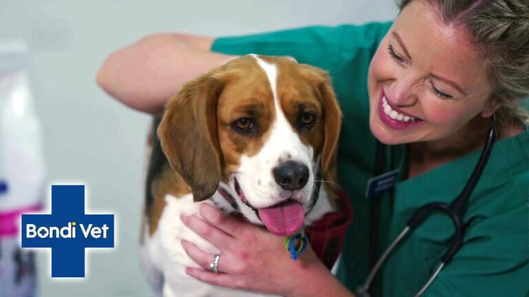 Vet advice dog upset tummy