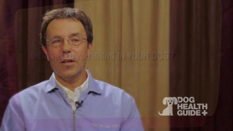 Treating dog upset stomach