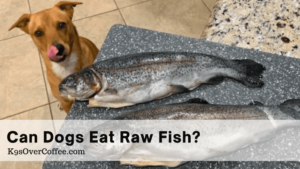 Title can dogs eat raw fish optimized Barky Supplies Expert Tips