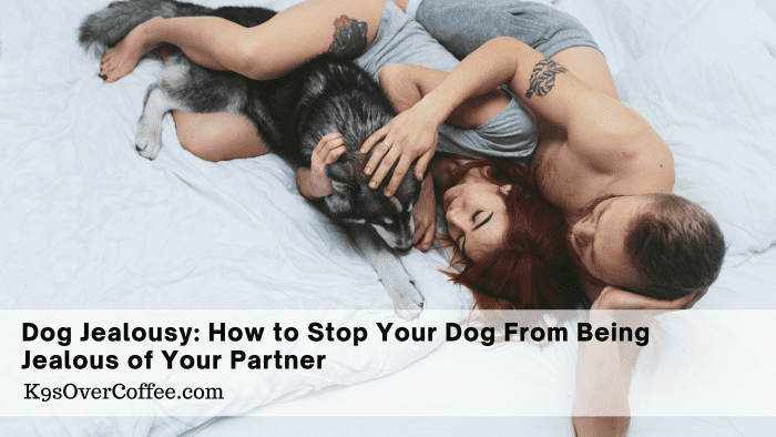 Barky Supplies Expert Tips Dog Jealousy: How to Stop Your Dog From Being Jealous of Your Partner Stop dog jealousy partner