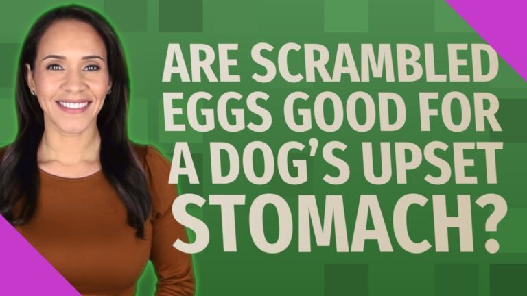 Scrambled eggs dog upset stomach