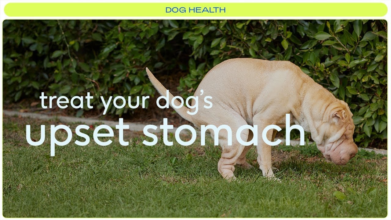 Barky Supplies Expert Tips Emergency Steps to Treat Your Dog's Upset Stomach Now! Treat Dog Upset Stomach