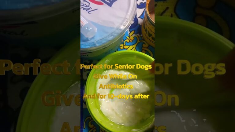 Soothing Upset Stomach in Dogs on Antibiotics