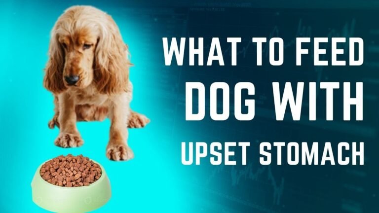 Barky Supplies Expert Tips Best Food for Upset Stomach in Dogs: A Dog Owner's Guide Upset Stomach Dog Food