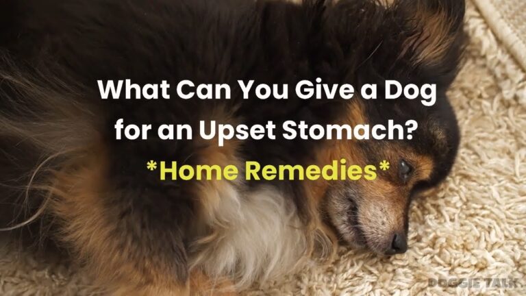 Barky Supplies Expert Tips Soothe Your Dog's Upset Stomach: Home Remedies That Work Dog Upset Stomach Remedies