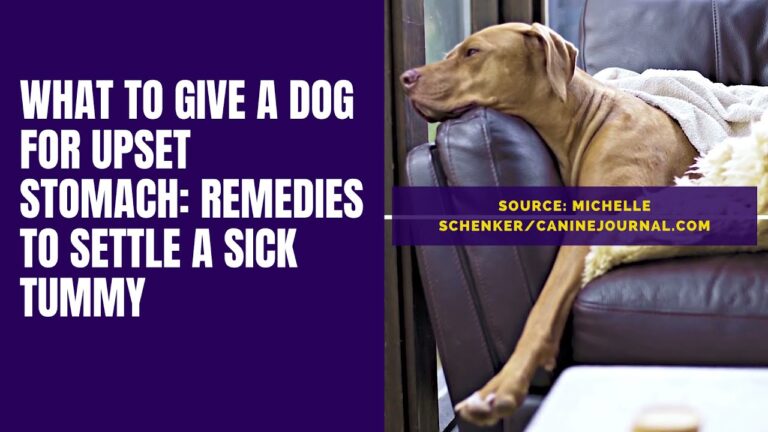 Barky Supplies Expert Tips Dog Upset Stomach Remedies: Fast and Easy Relief Upset Stomach Relief for Dogs