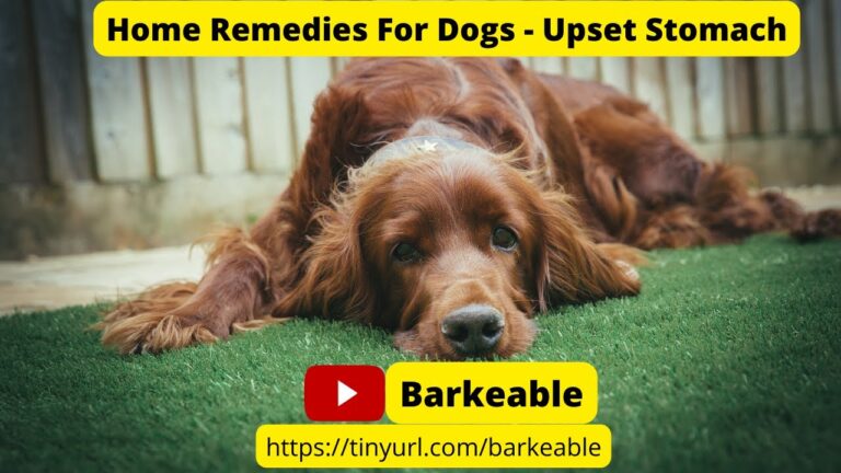 Barky Supplies Expert Tips Soothe Your Dog's Upset Stomach: Easy Home Remedies Upset Stomach Relief for Dogs