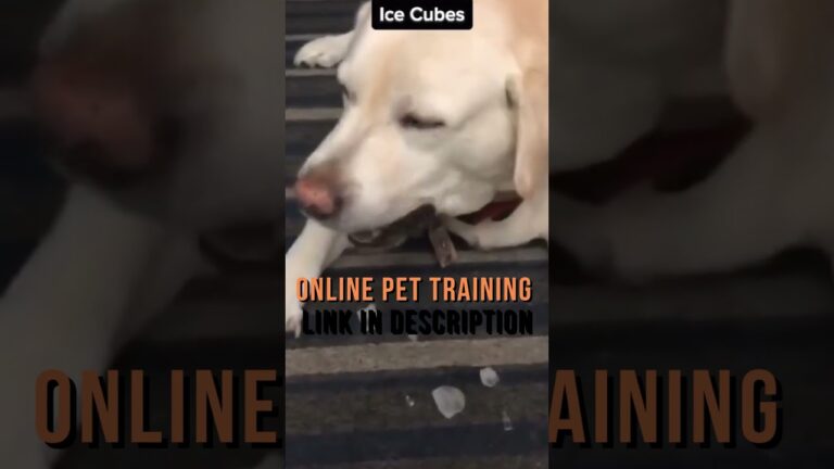 Barky Supplies Expert Tips Soothe Your Dog's Upset Stomach: Quick & Easy Remedies Upset Stomach Relief for Dogs