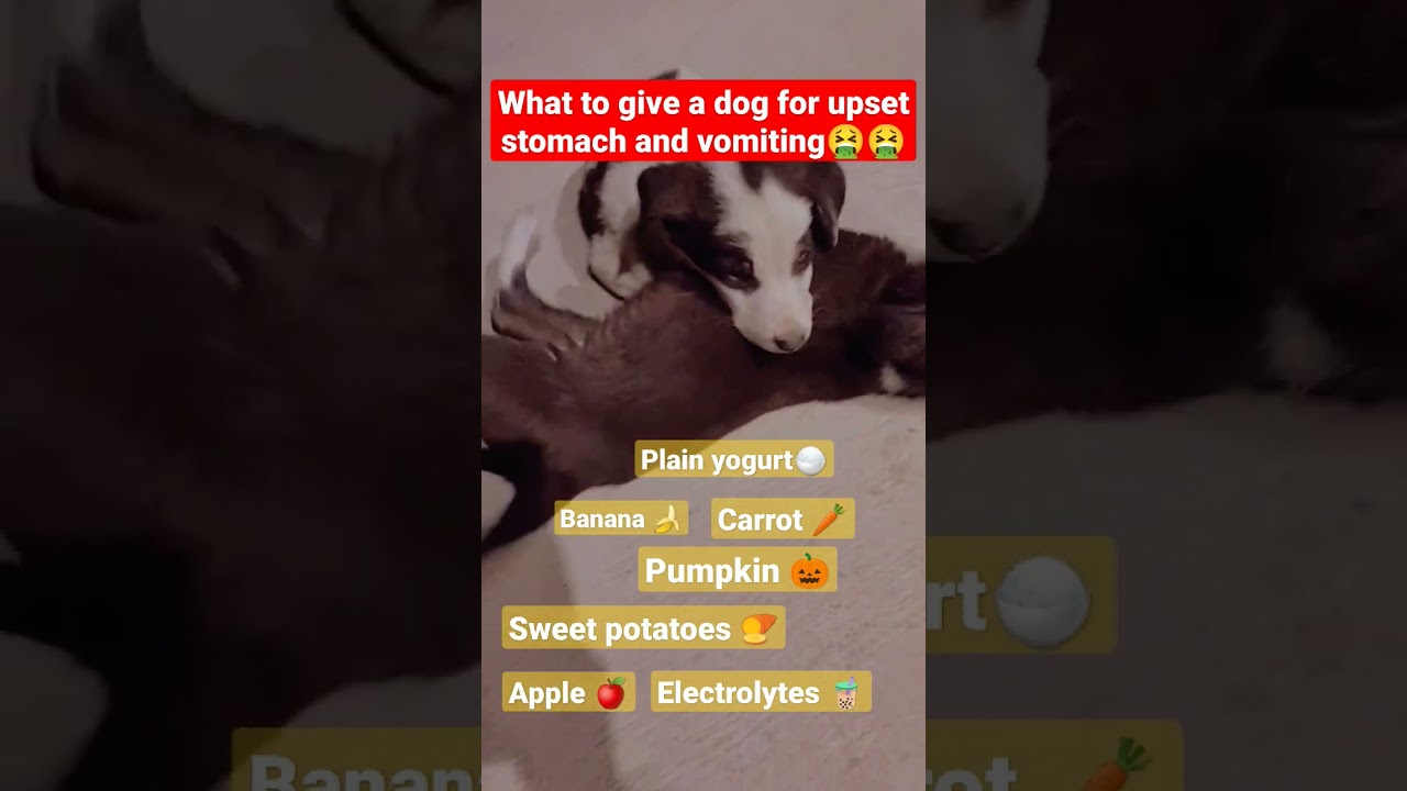 Barky Supplies Expert Tips Soothe Your Dog's Upset Stomach & Vomiting Fast Upset Stomach Relief for Dogs