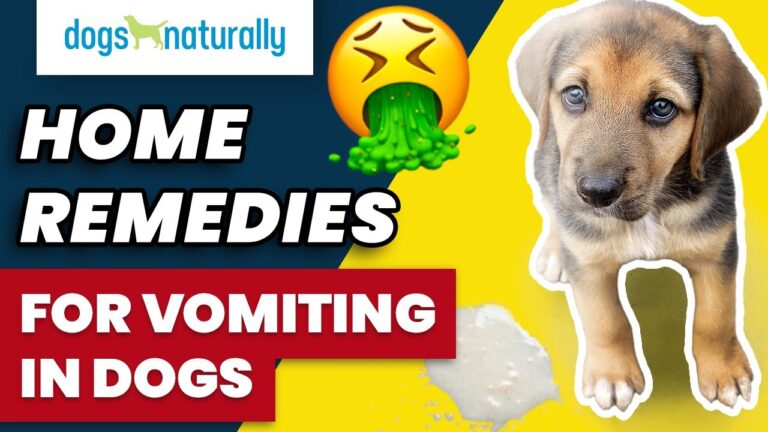 Barky Supplies Expert Tips Safe Dog Vomiting Home Remedies: Soothe Your Pup's Stomach Dog Vomiting Home Remedies