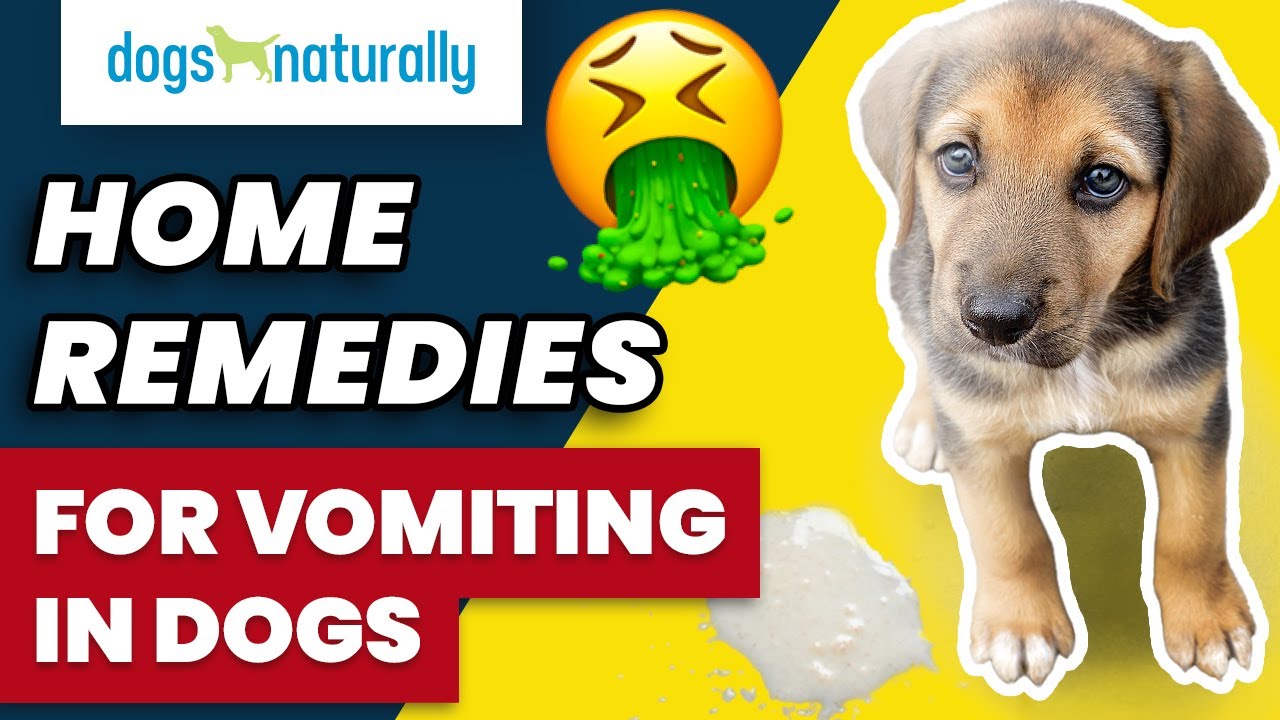 Dog Vomiting Home Remedies