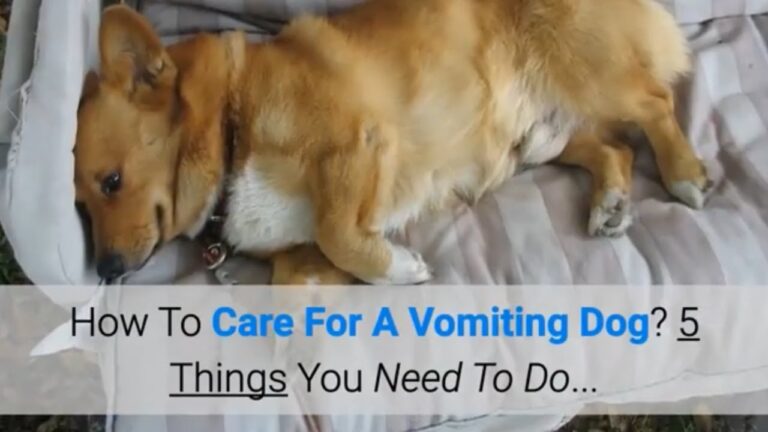 Barky Supplies Expert Tips Helping Your Vomiting Dog: 5 Key Steps to Take Caring for Vomiting Dog