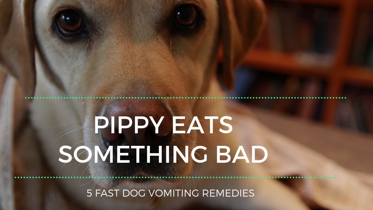 Barky Supplies Expert Tips 5 Fast Dog Vomiting Remedies for Pippy's Bad Day Dog Vomiting Remedies