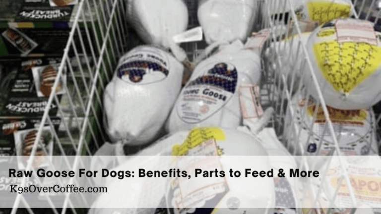 Barky Supplies Expert Tips Raw Goose For Dogs: Benefits, Parts to Feed & More Can dogs eat goose? Learn the benefits of raw goose for dogs & which parts are safe to feed. Safe feeding guide included.