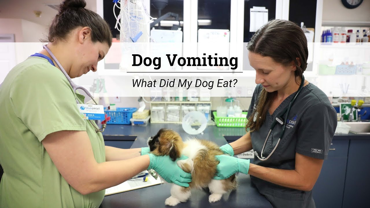 Barky Supplies Expert Tips Identify Why Your Dog Is Vomiting: Common Causes Dog Vomiting Cause Identification