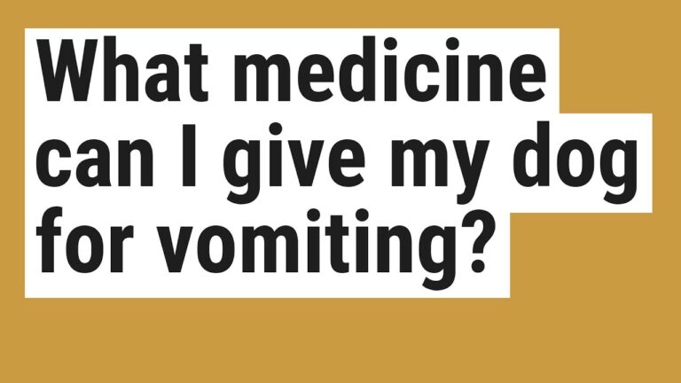 Dog Vomiting Treatment Home