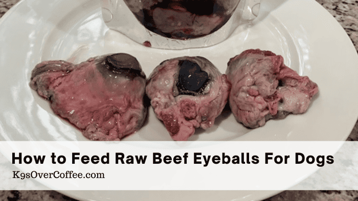 Barky Supplies Expert Tips How To Feed Raw Beef Eyeballs For Dogs - Advanced Level - K9sOverCoffee Title beef eyeballs optimized Barky Supplies Expert Tips