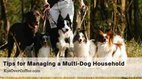 Barky Supplies Expert Tips The Pack Dynamic: Tips for Successfully Managing a Multi-Dog Household Title managing a multi dog household optimized Barky Supplies Expert Tips