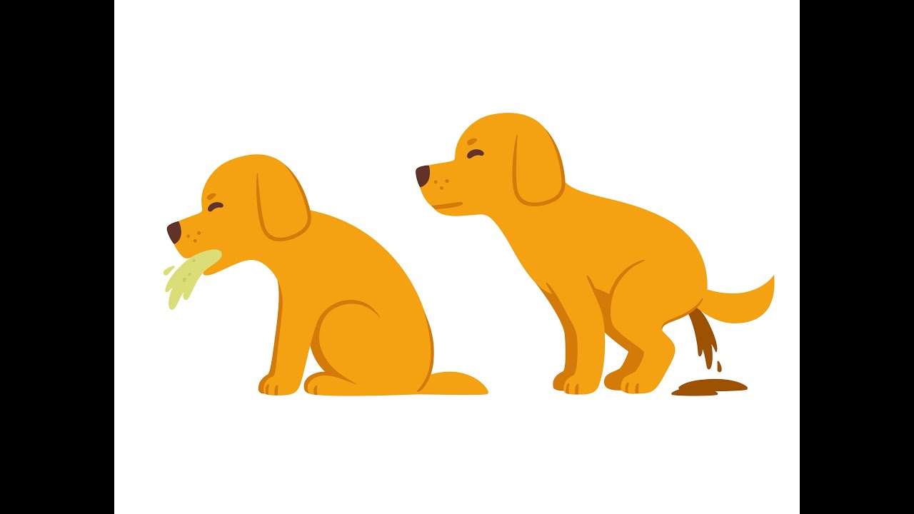 Dog Vomiting and Diarrhea