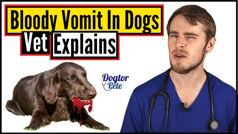 Barky Supplies Expert Tips Why Is My Dog Throwing Up Blood? | Understanding Bloody Vomit in Dogs Why Is My Dog Throwing Up Blood? | Understanding Bloody Vomit in Dogs