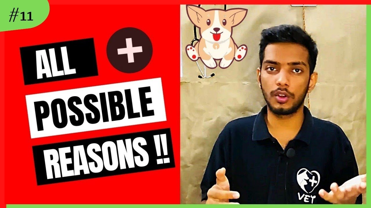 Barky Supplies Expert Tips Why Won't My Dog Eat Food? Causes & Solutions Why Won't My Dog Eat Food? Causes & Solutions