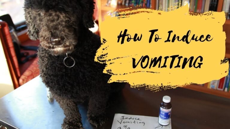 Barky Supplies Expert Tips Should You Induce Dog Vomiting Safely? Know the Signs First Induce Dog Vomiting Safely