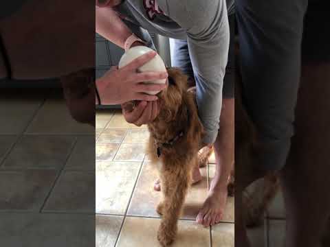 Induce Vomiting in Dog