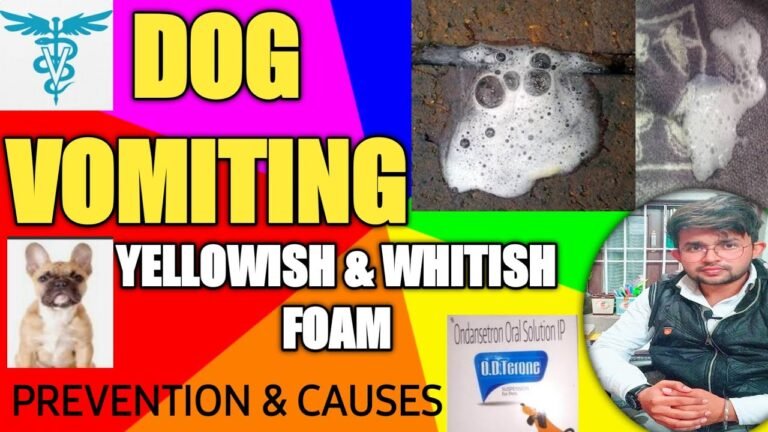Barky Supplies Expert Tips Dog Vomiting Yellow Foam: Causes, Treatment & Prevention Dog Vomiting Yellow Foam: Causes, Treatment & Prevention