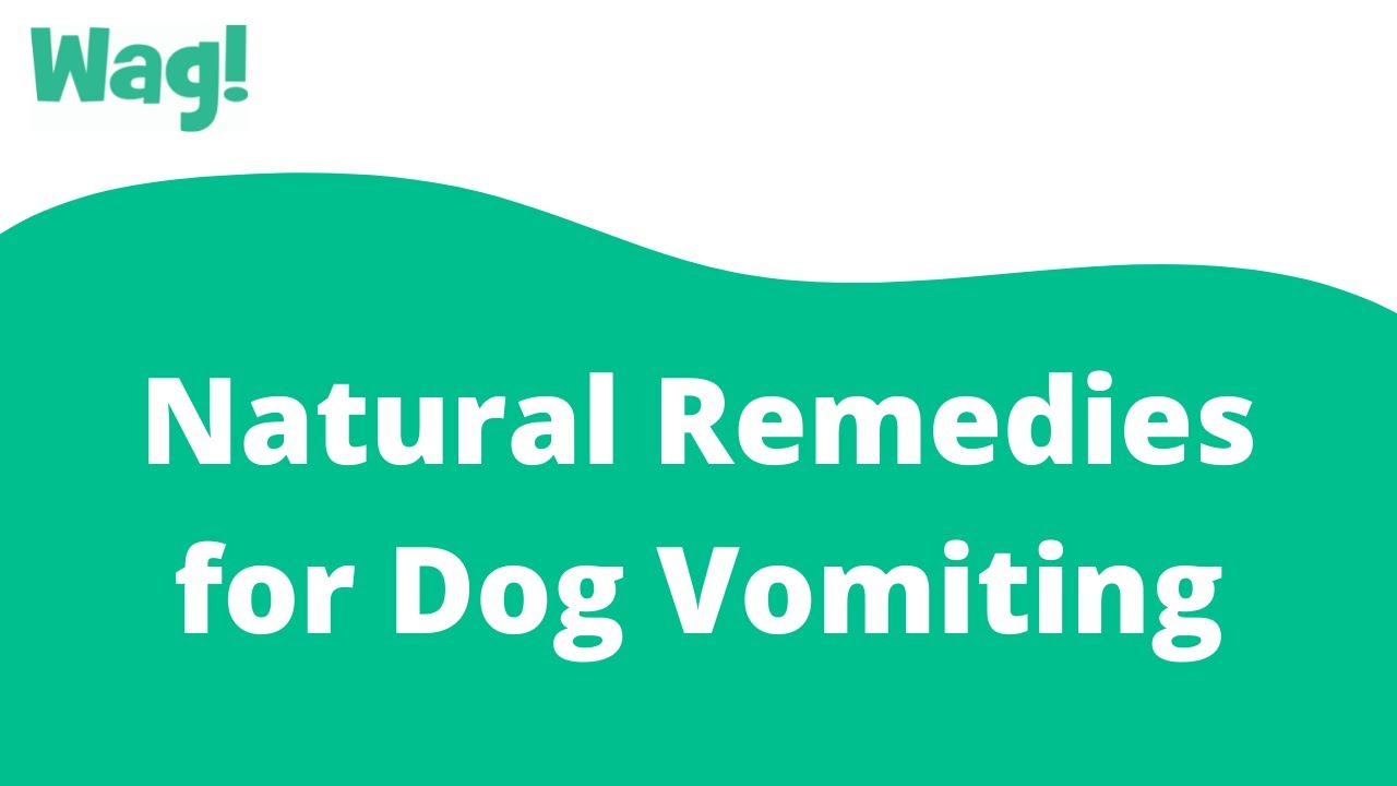 Barky Supplies Expert Tips Natural Dog Vomiting Remedies: Soothe Your Pup's Tummy Natural Dog Vomiting Remedies: Soothe Your Pup's Tummy