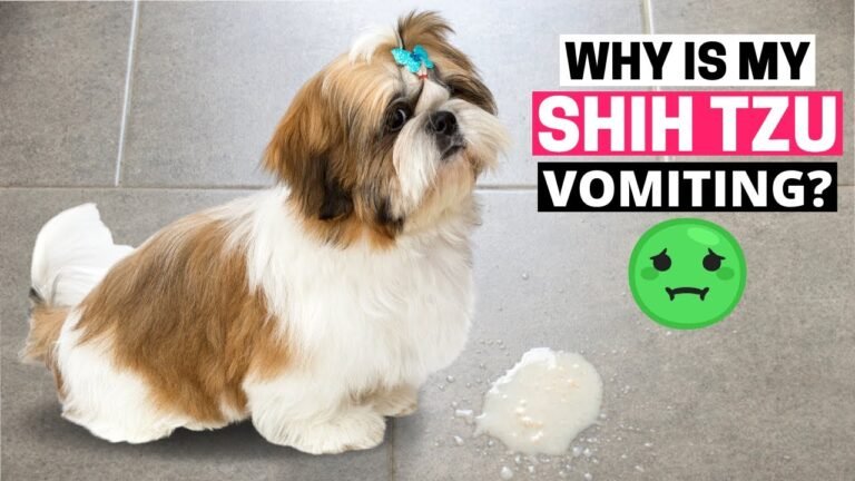 Barky Supplies Expert Tips Why Is My Shih Tzu Vomiting? Causes & Treatment Shih Tzu vomiting causes