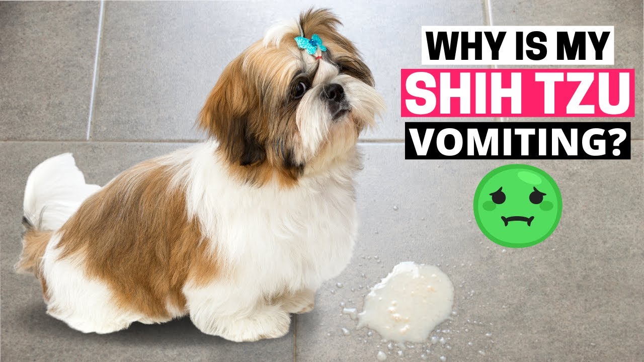 Barky Supplies Expert Tips Why Is My Shih Tzu Vomiting? Causes & Treatment Shih Tzu vomiting causes
