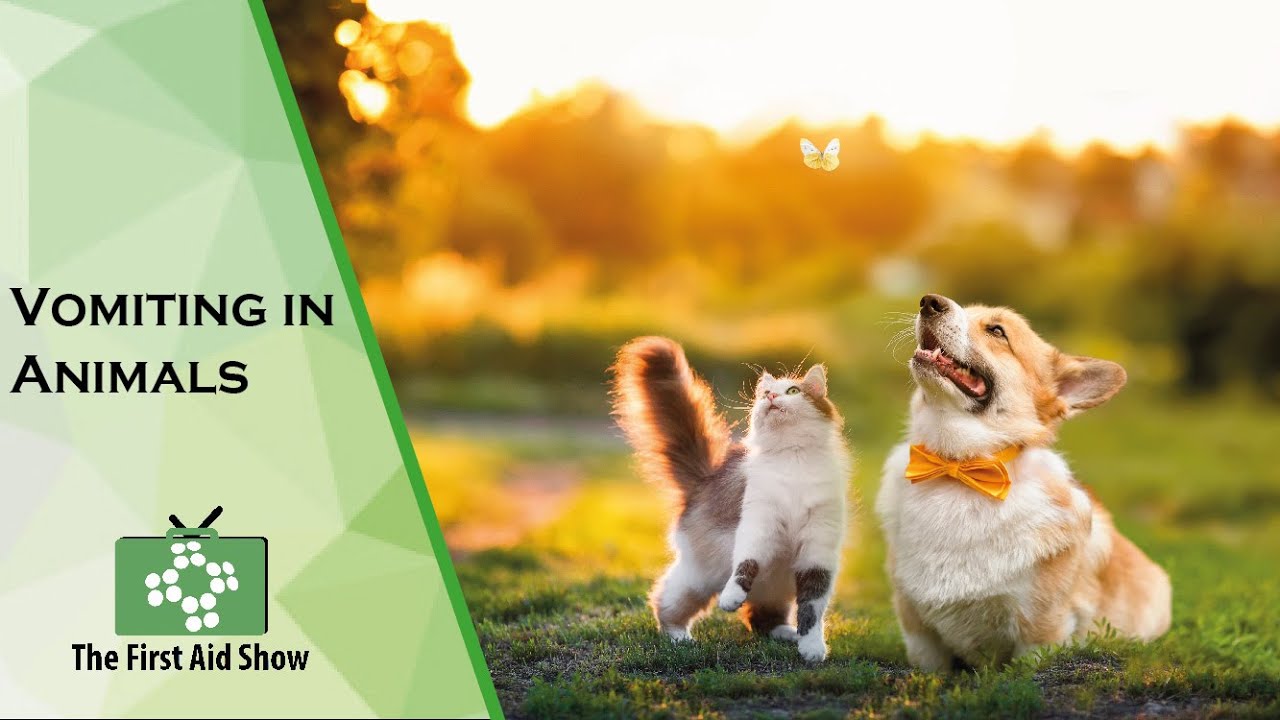 Understanding Animal Vomiting