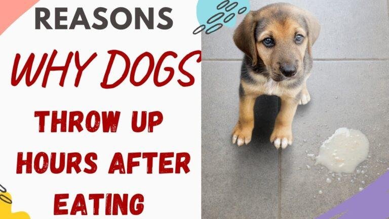 Barky Supplies Expert Tips Dog Vomiting Undigested Food: Causes & What to Do Dog Vomiting Undigested Food