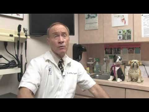 Barky Supplies Expert Tips Treating Nausea in Dogs with Kidney Failure Treating Nausea in Dogs with Kidney Failure