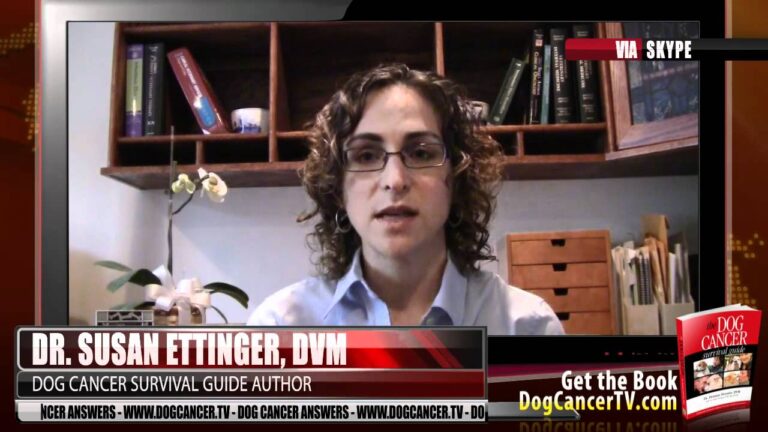 Barky Supplies Expert Tips Soothe Dog Nausea: Home Remedies & Vet Care Soothe Dog Nausea: Home Remedies & Vet Care