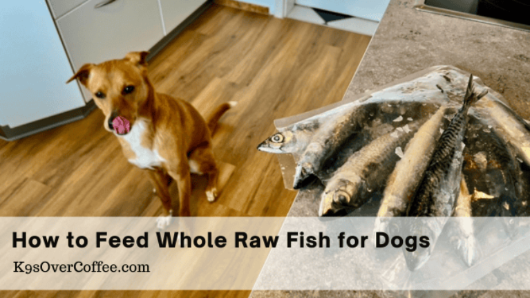 Barky Supplies Expert Tips How to Feed Whole Raw Fish for Dogs - K9sOverCoffee Title how to feed whole raw fish for dogs optimized Barky Supplies Expert Tips