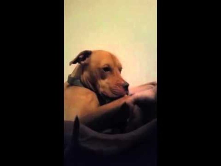 Barky Supplies Expert Tips Stop Dog Nausea: Natural Relief with NoMo Nausea Stop Dog Nausea: Natural Relief with NoMo Nausea