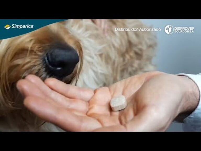 Barky Supplies Expert Tips Simparica Chewable for Dogs: Easy Flea & Tick Control Simparica Chewable for Dogs: Easy Flea & Tick Control