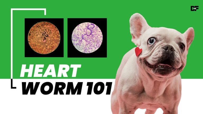 Heartworm Disease 101: Protect Your Pup!