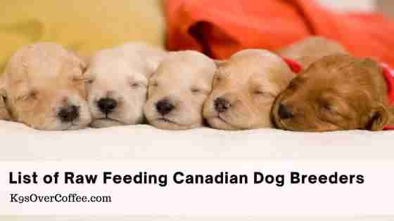 Barky Supplies Expert Tips Find Raw Fed Canadian Dog Breeders | K9sOverCoffee Raw Fed Canadian Dog Breeders